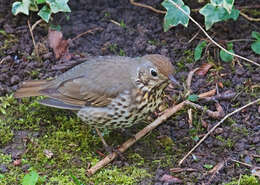 Image of Song Thrush