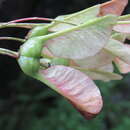 Plancia ëd Acer acuminatum Wall. ex D. Don