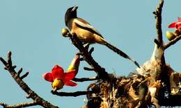 Image of Rufous Treepie