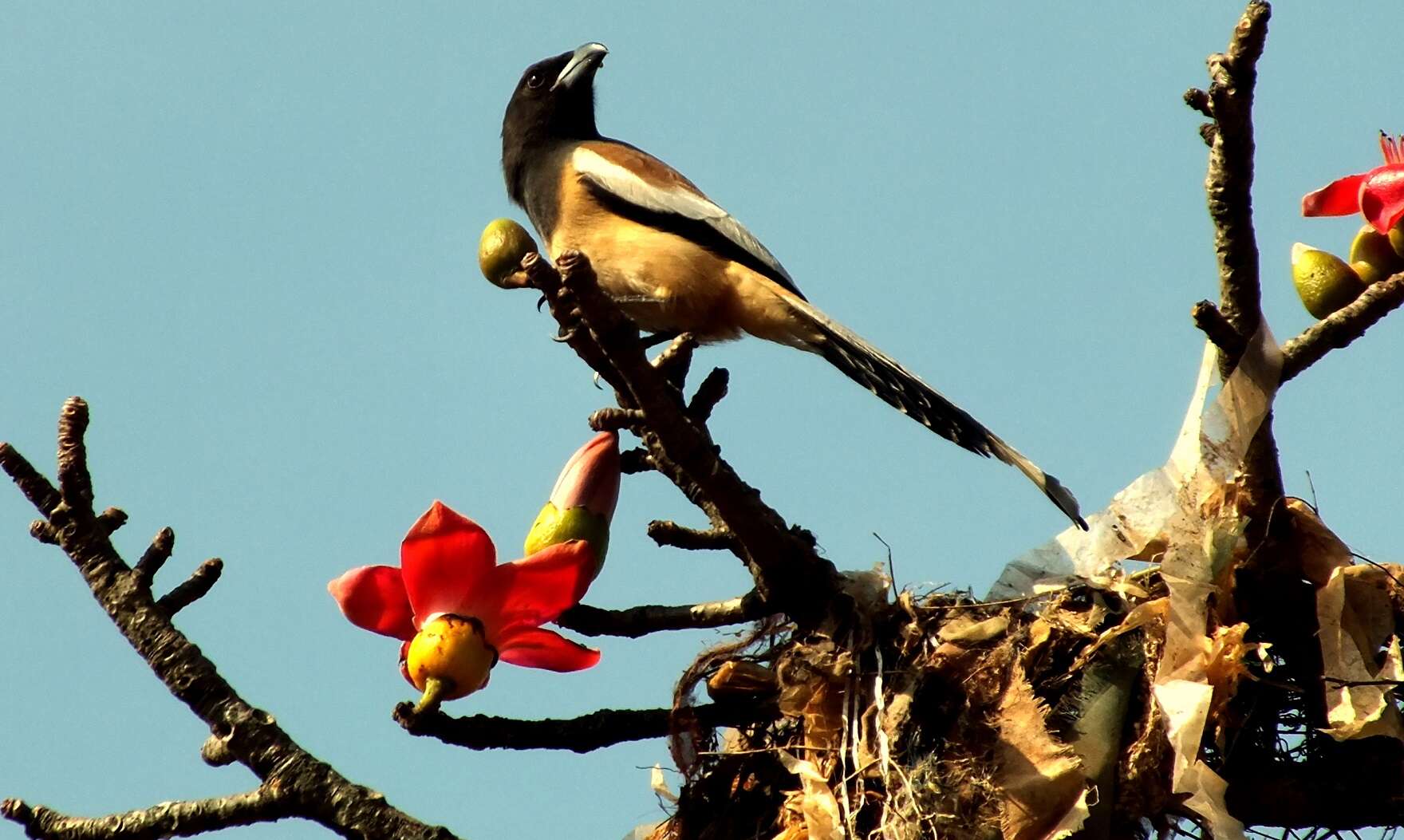 Image of Rufous Treepie