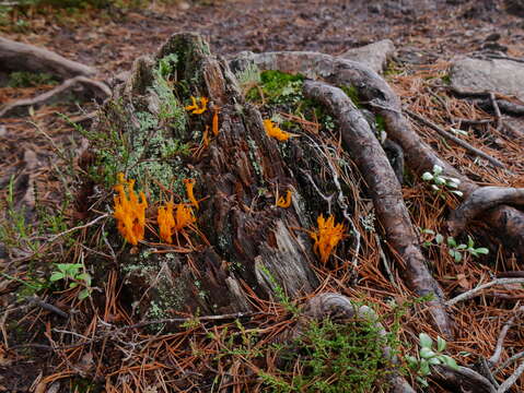 Image of Calocera viscosa (Pers.) Fr. 1821