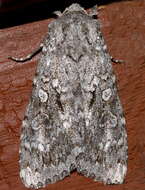 Image of Great Gray Dart; Great Brocade