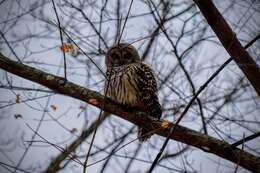 Image of Barred Owl