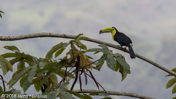 Image of Keel-billed Toucan