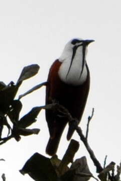 Image of Three-wattled Bellbird