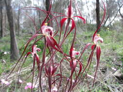 Caladenia formosa G. W. Carr的圖片