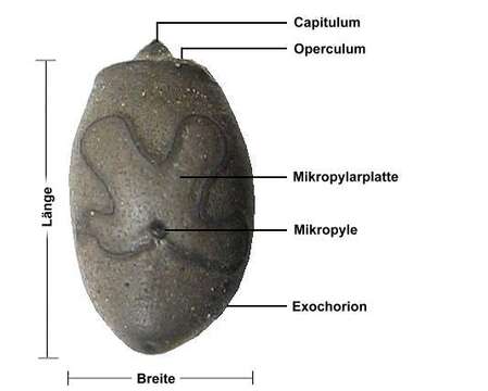 Image of Haaniella erringtoniae (Redtenbacher 1906)