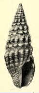 Image of Pilsbryspira arsinoe (Dall 1919)