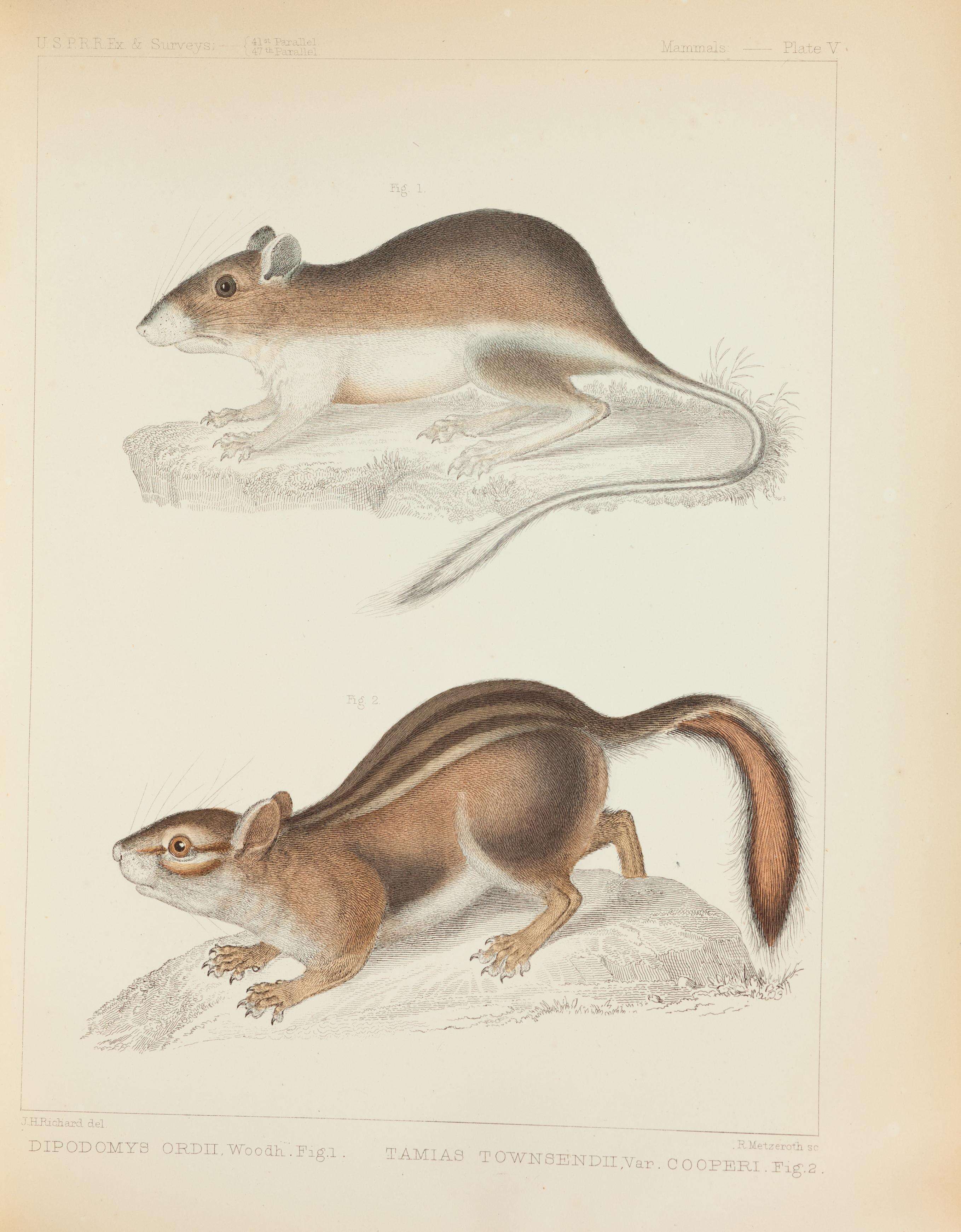 Image of Ord's Kangaroo Rat