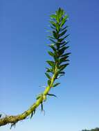 Image of twoleaf watermilfoil