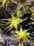 Image of great hairy screw-moss