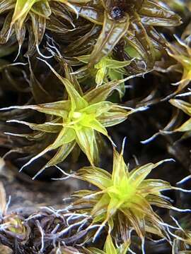 Image of great hairy screw-moss