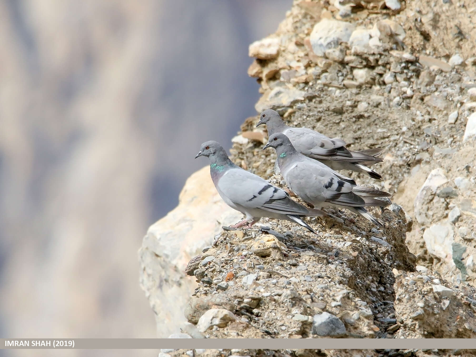 Image of Hill Pigeon