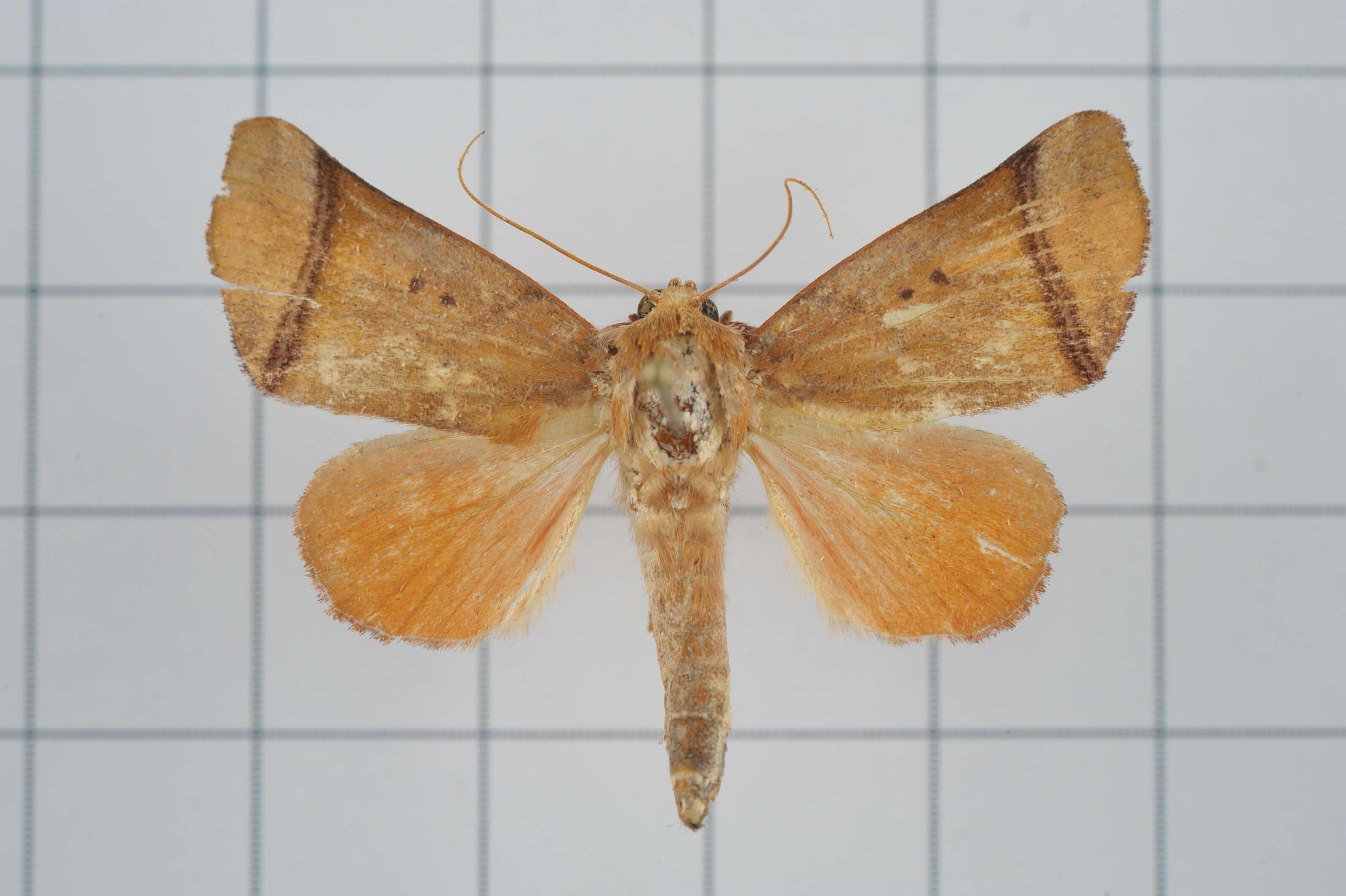 Image of Carea varipes Walker 1856