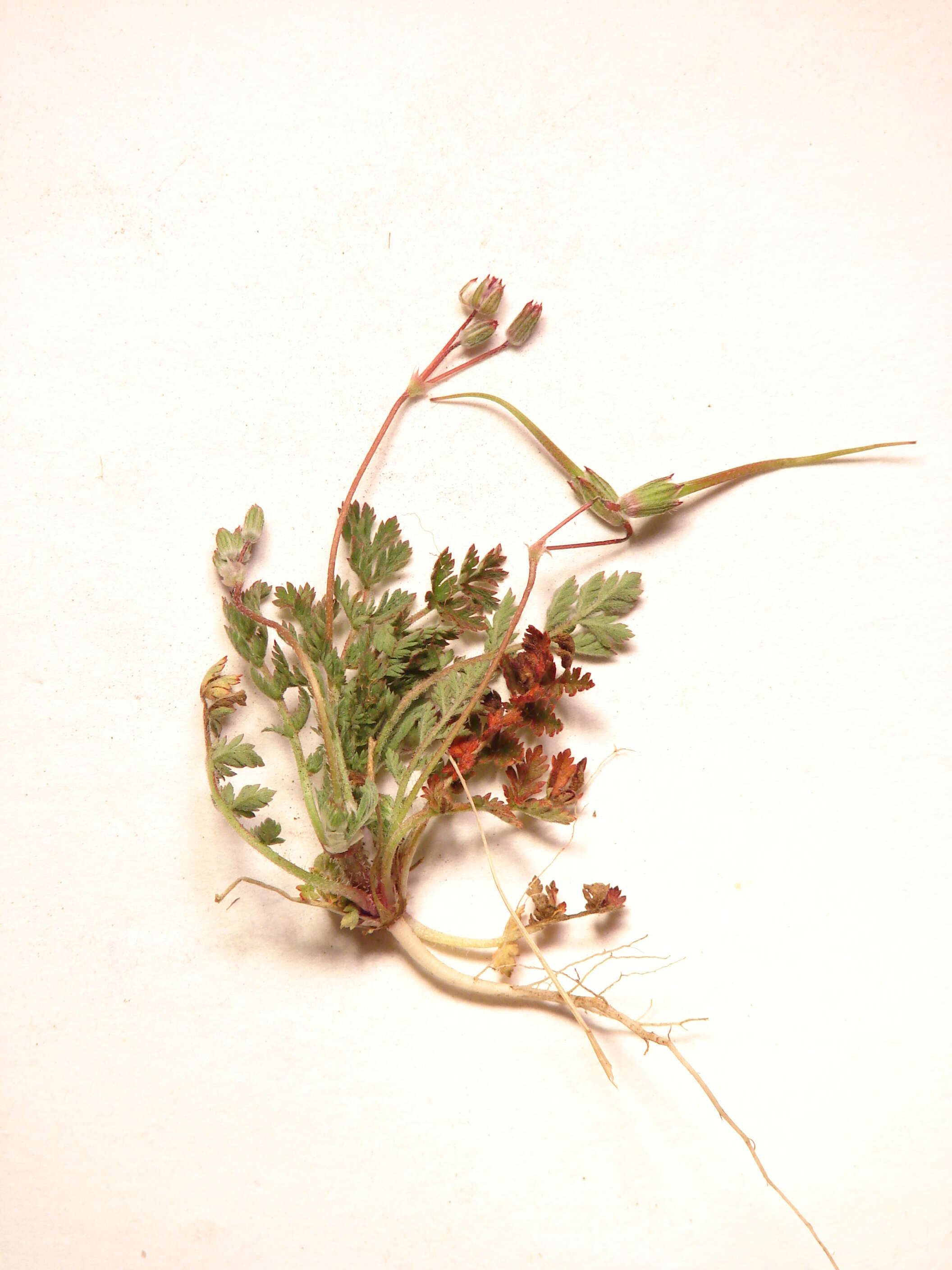 Image of Common Stork's-bill