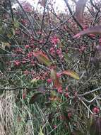 Image of Common spindle tree