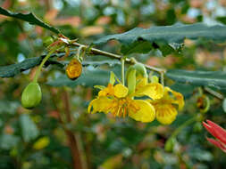 Image of Mickey Mouse plant