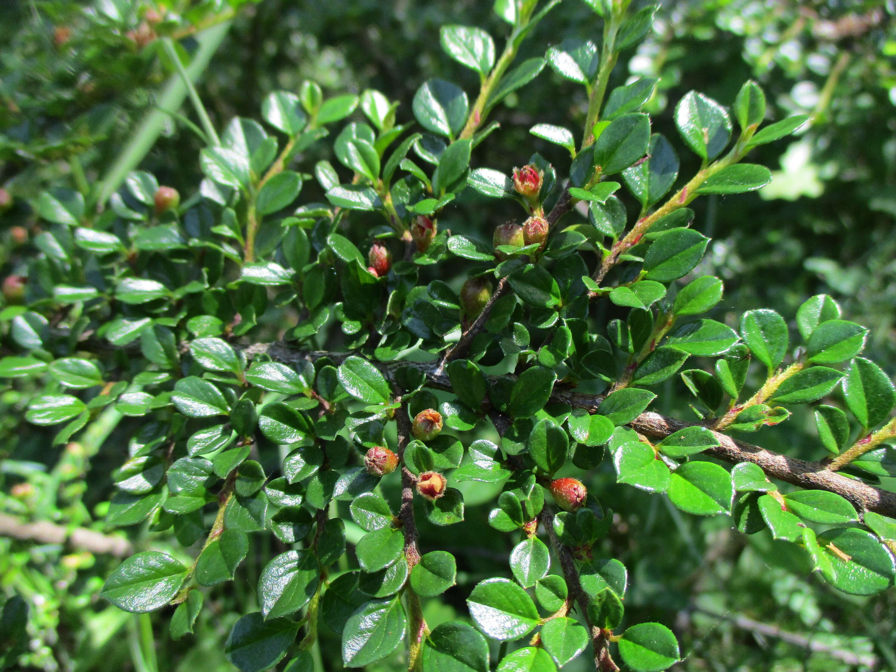 Image of rockspray cotoneaster