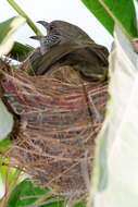 Image of Ayeyarwady Bulbul