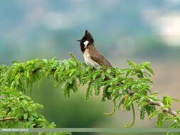 Image of Himalayan Bulbul