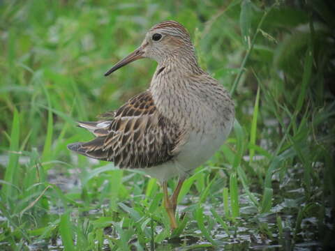 Image of Pectoral Sandpiper