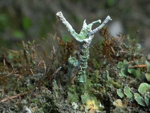 Слика од Cladonia digitata (L.) Hoffm.