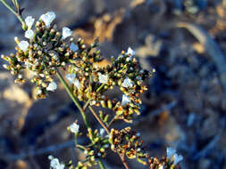 Image of Mediterranean sea lavender