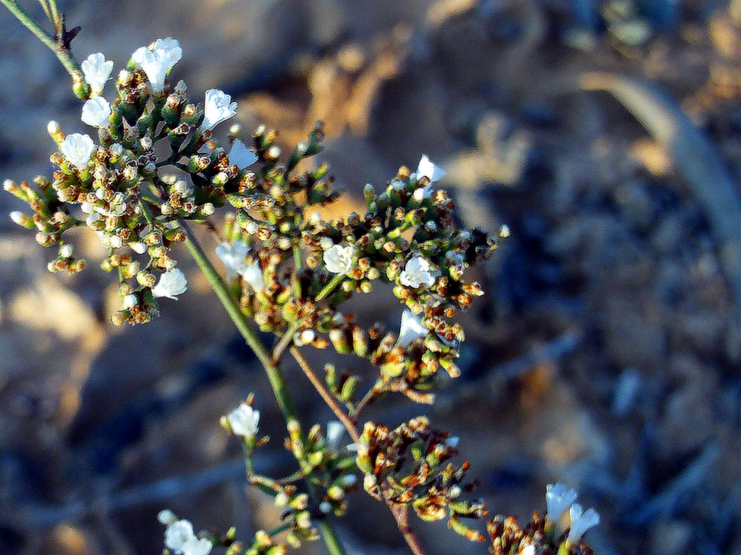 Image of Mediterranean sea lavender