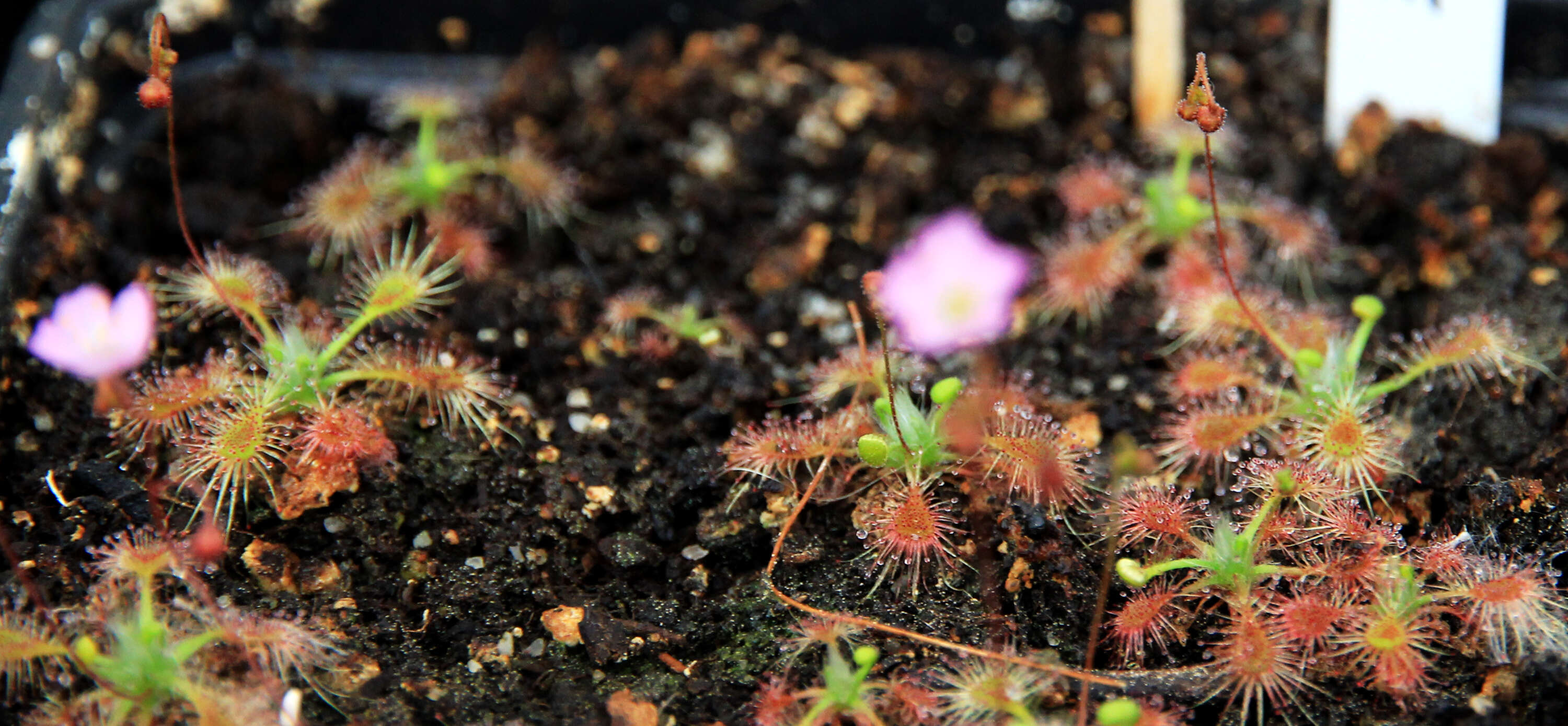 Image of Drosera nitidula subsp. omissa (Diels) N. Marchant & Lowrie