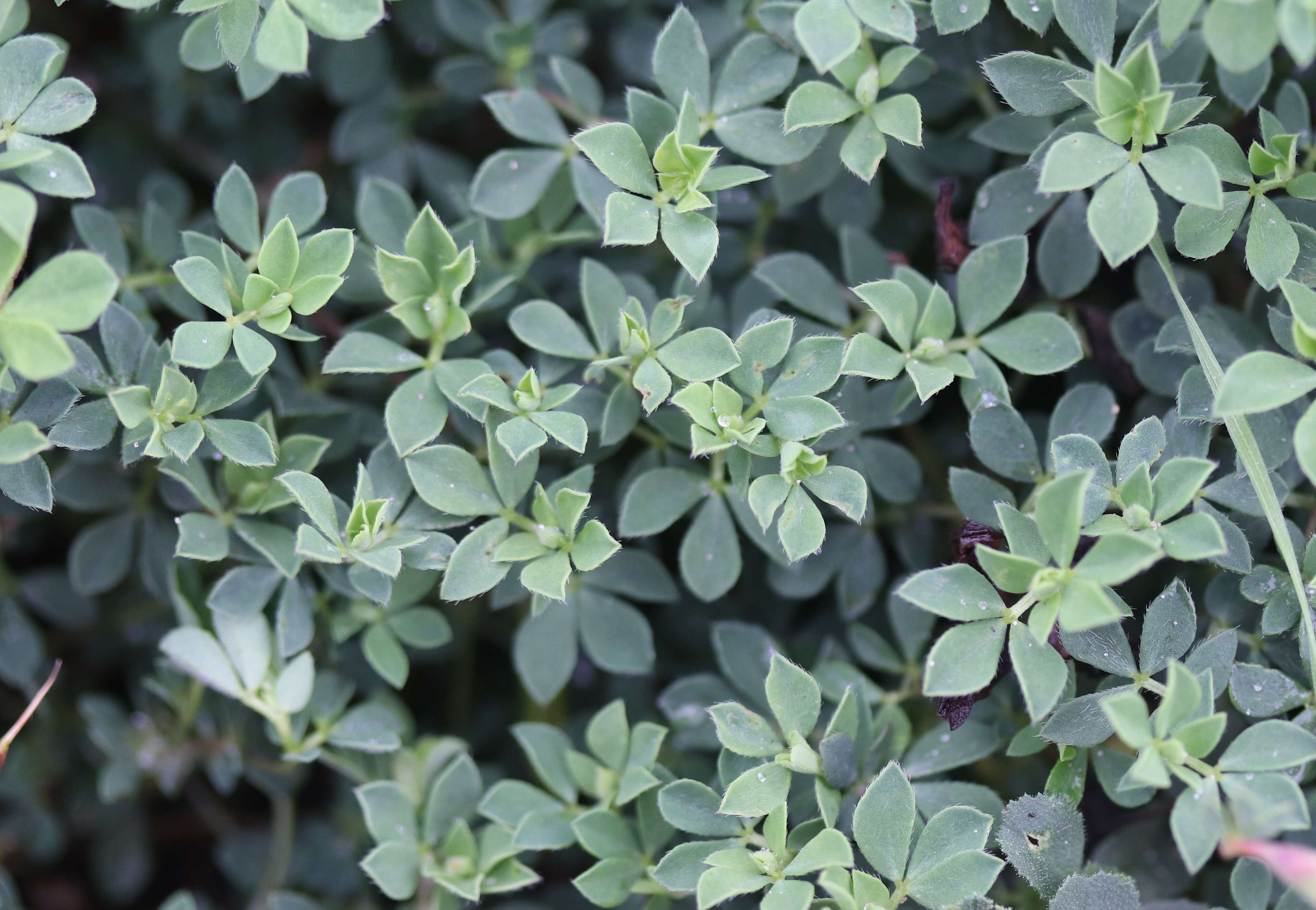 Image of Common Bird's-foot-trefoil