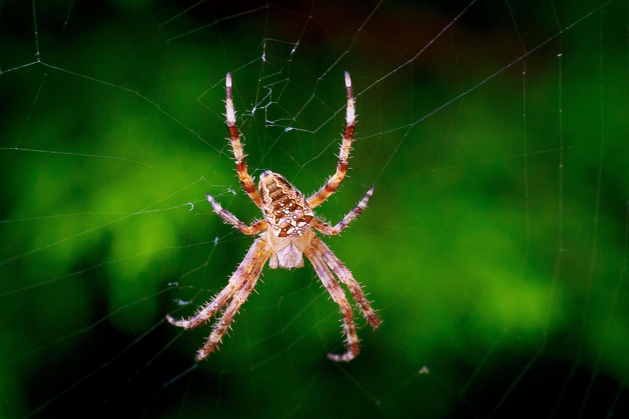 Image of Garden spider