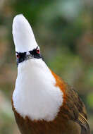 Image of White-crested Laughingthrush