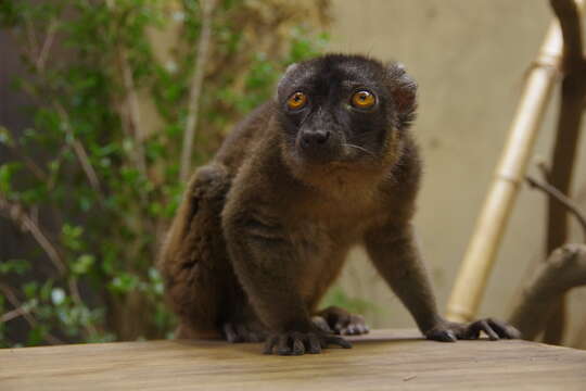 Image of brown lemur