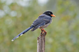 Image of Blue Magpie