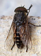 Image of pale giant horse-fly