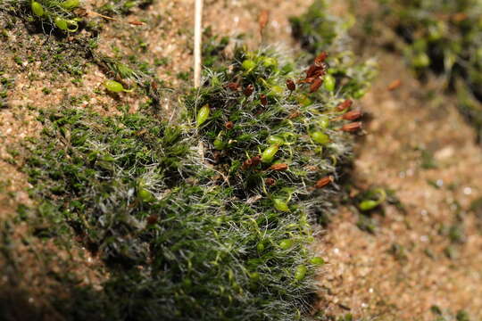 Image of pulvinate dry rock moss