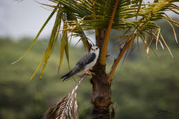 Image of Black-shouldered Kite