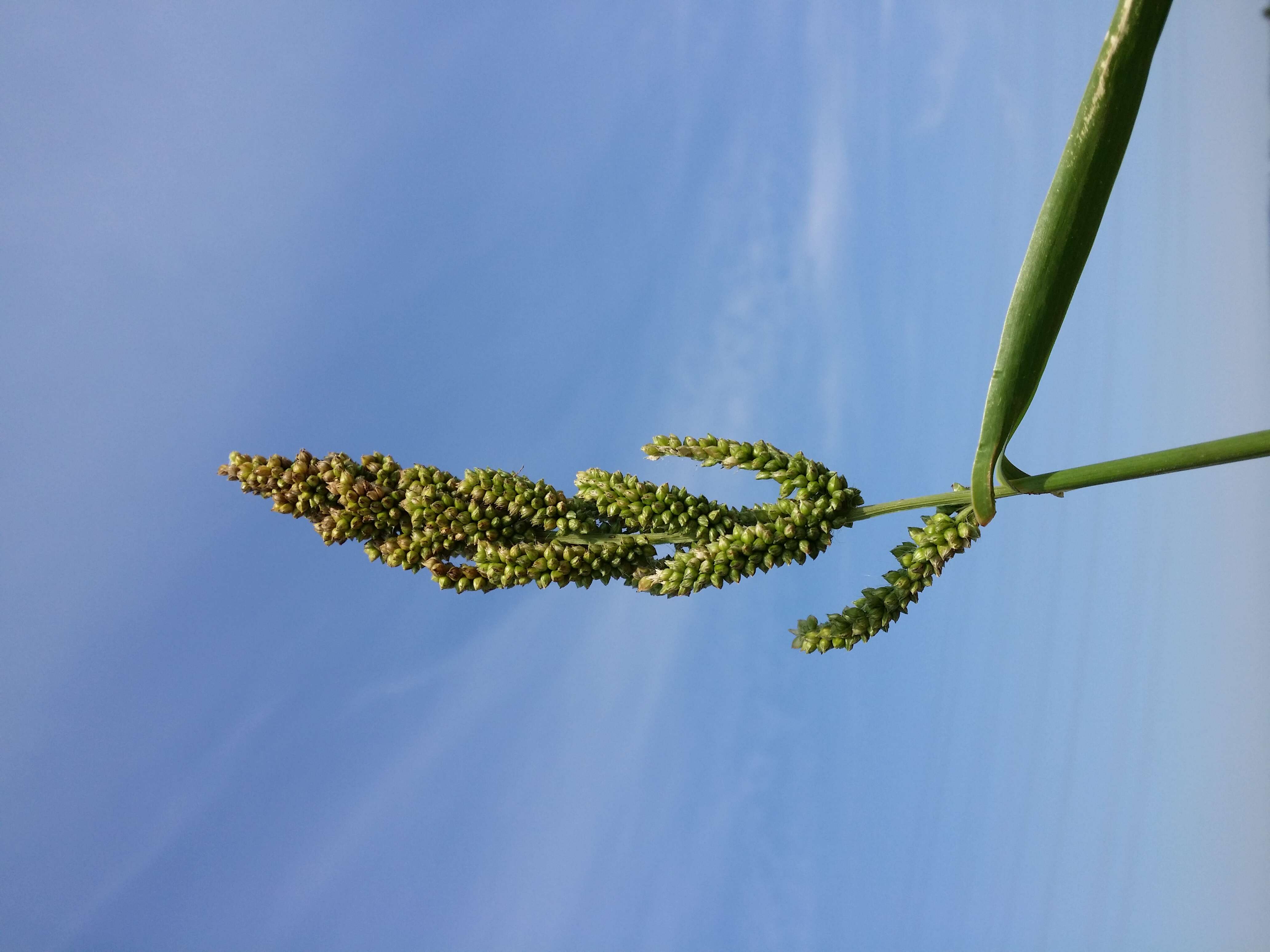 Image of Japanese millet