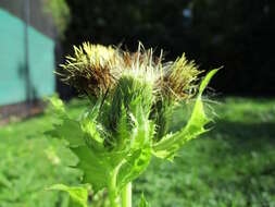 Image of Cabbage Thistle