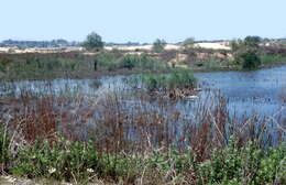 Image of Levant Green Frog