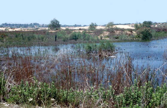 Image of Levant Green Frog