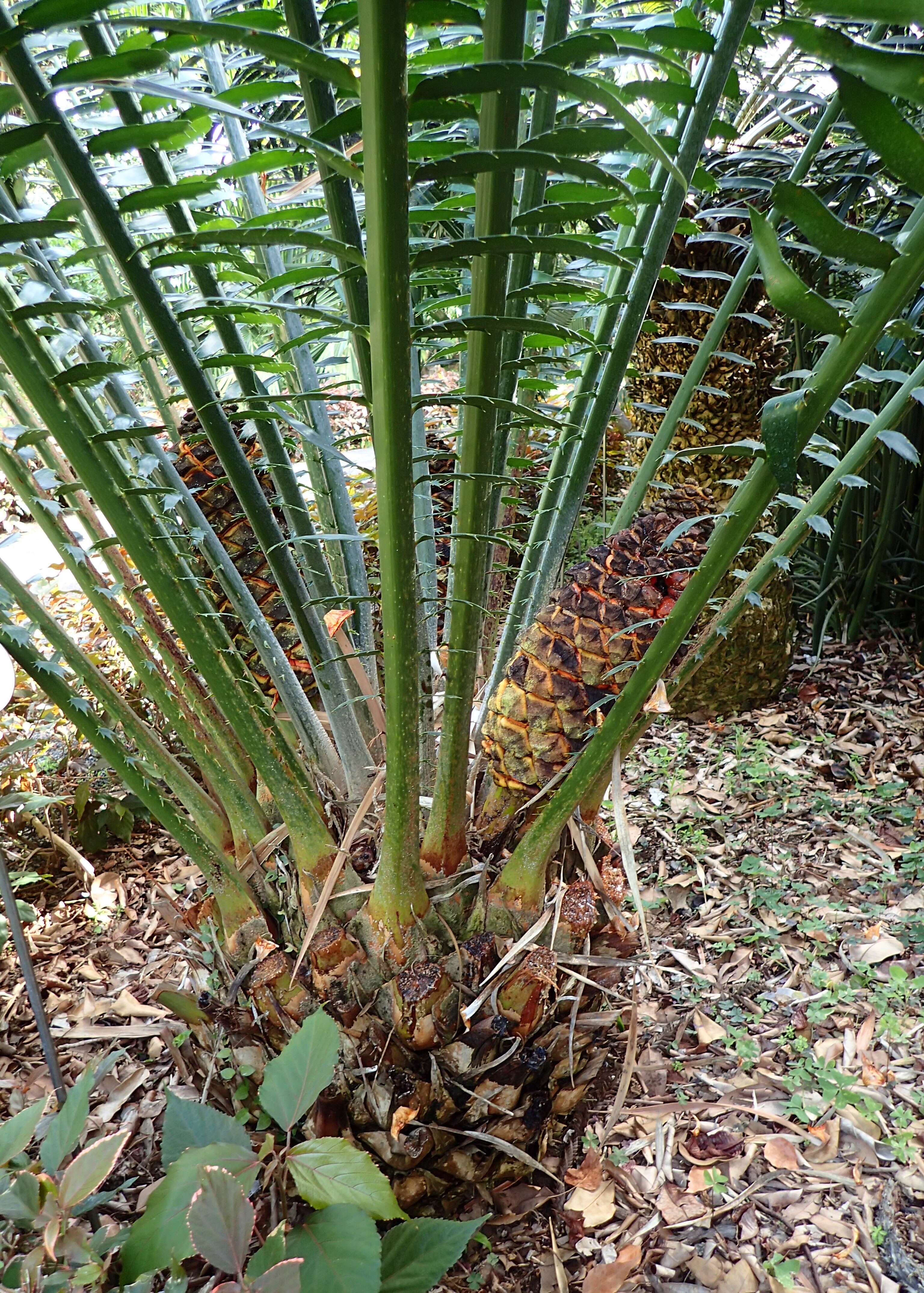 Image of Kwango Giant Cycad