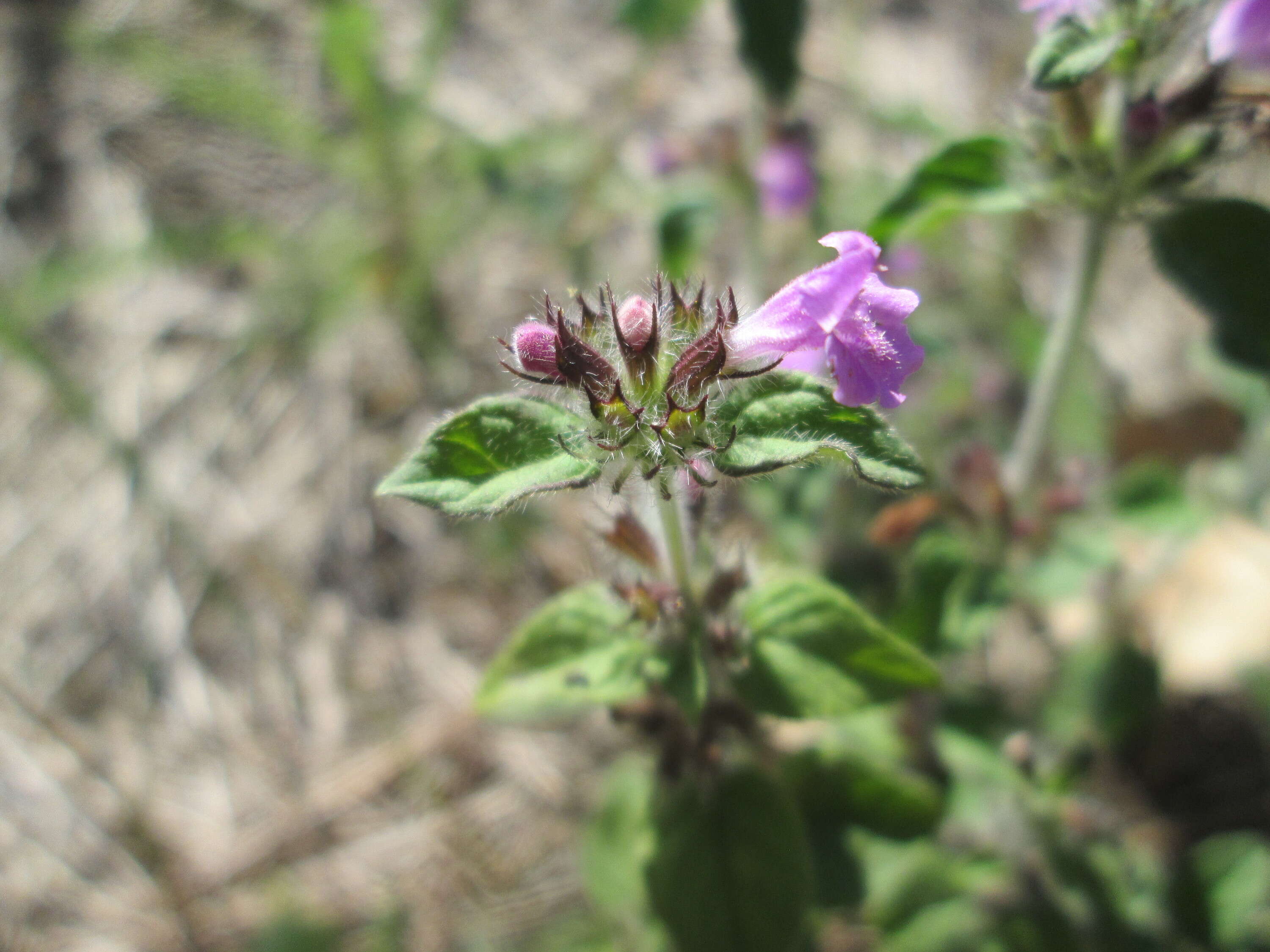 Image of wild basil