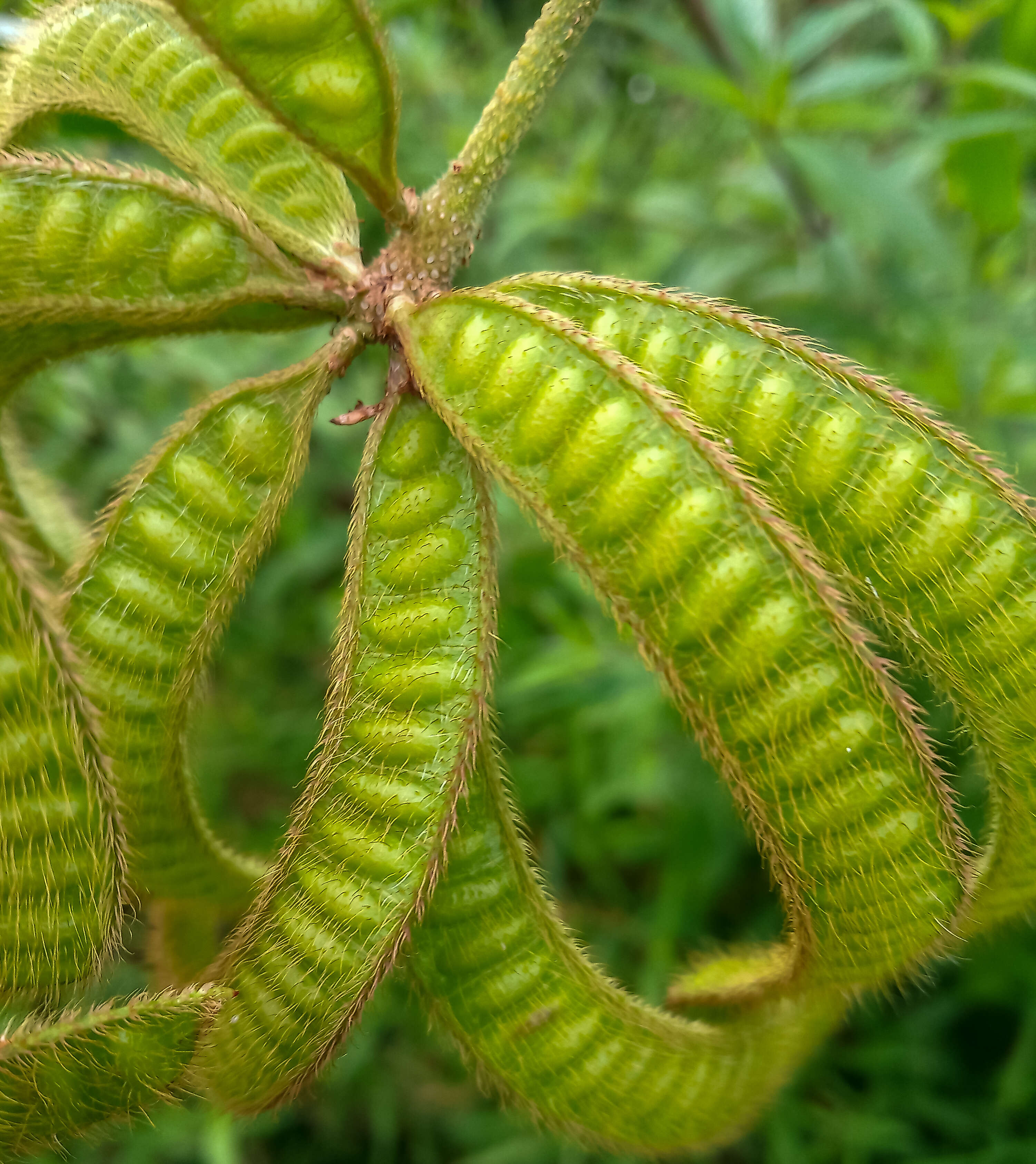 Image of Sensitive weed