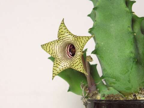 Image of Huernia