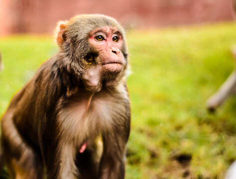 Image of Rhesus Monkey