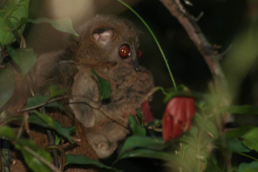 Sivun Lepilemur sahamalaza Andriaholinirina, Fausser, Roos, Zinner, Thalmann, Rabarivola & Ravaoarimanana et al. 2017 kuva