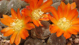 Image of Rebutia pulvinosa F. Ritter & Buining