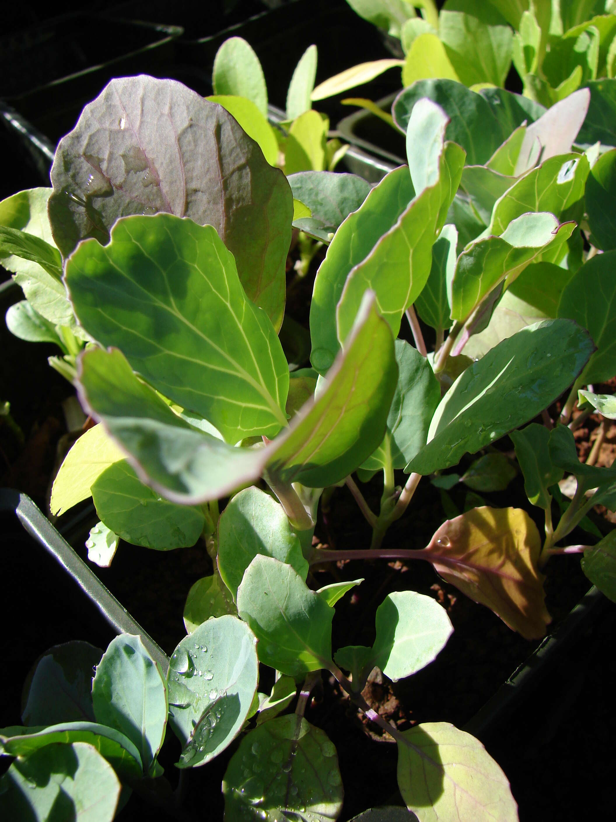 Image of Brussels Sprout