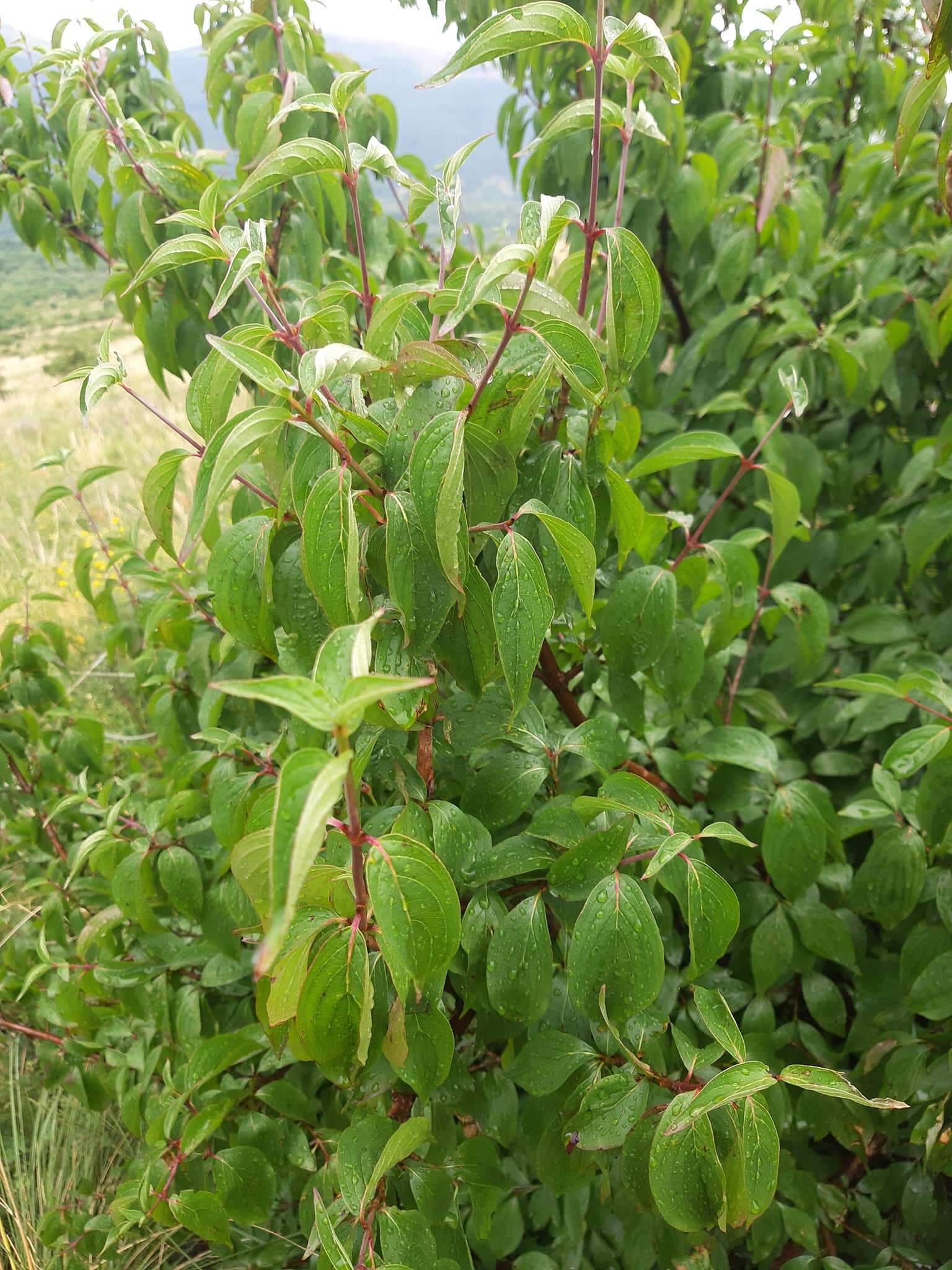 Image of Cornelian cherry dogwood